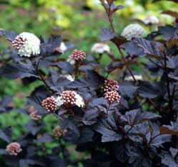 540(rödbladig) smällspireaPhysocarpus opulifolius 'Diabolo'