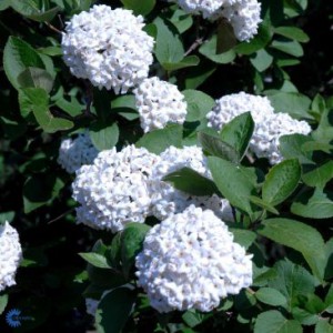 Buske_Viburnum