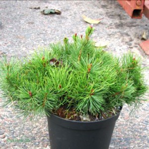Pinus Mugo
