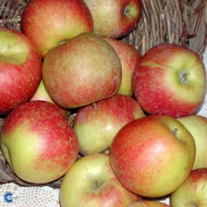 Äpple_Malus