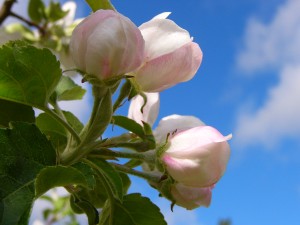 äpple