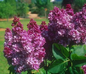 Syringa
